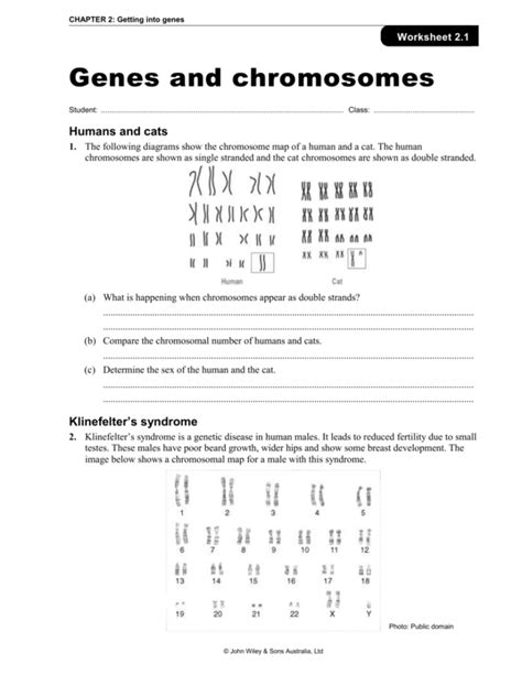 Use the diagram to <b>answer</b> each question. . Chapter 10 genes and chromosomes karyotypes answer key